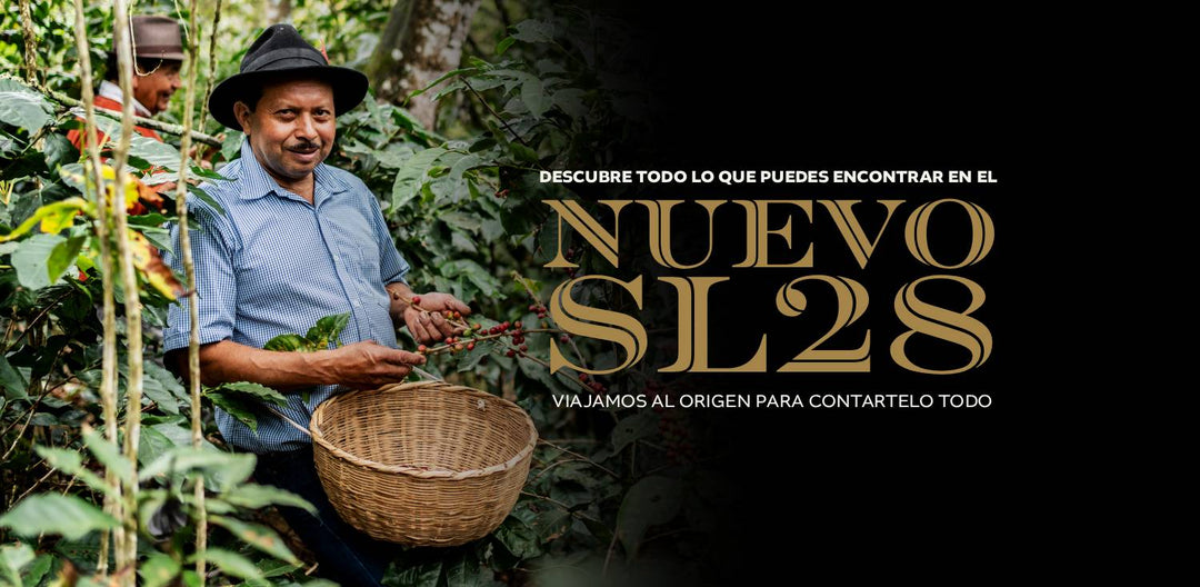 Te contamos todo sobre el SL28, la nueva variedad de Ephesus Coffee Roasters