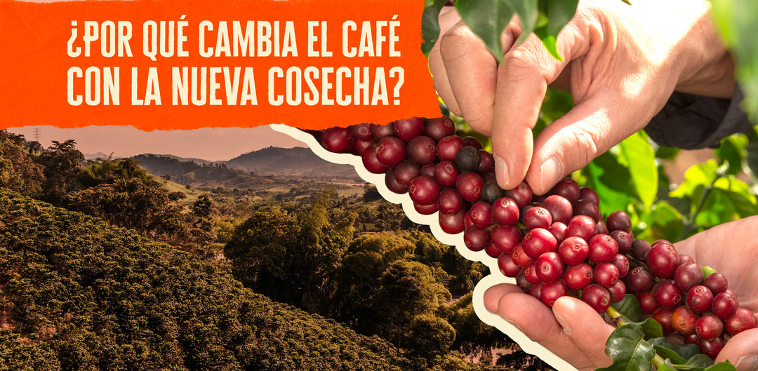 Nueva cosecha... ¿Cambió el sabor de tu café?