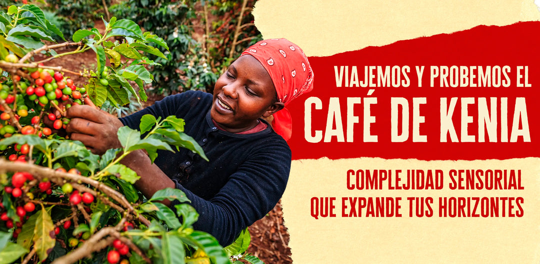 Café Keniano: un viaje a la complejidad sensorial de África