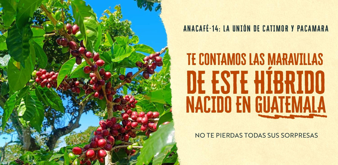 ¿Qué pasa cuando mezclas Catimor y Pacamara? El resultado es insuperable