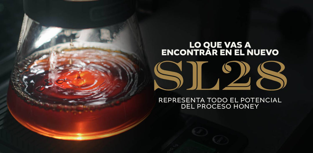 SL28: perfil de taza, comparativa y cómo conseguir el microlote