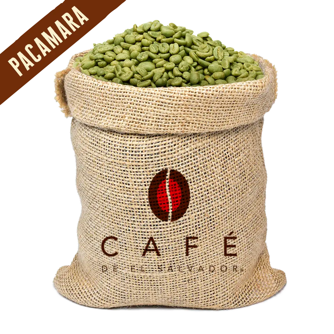 Cafe Pacamara Pacamara Lavado - El Salvador - Café Verde – OutletdelCafe